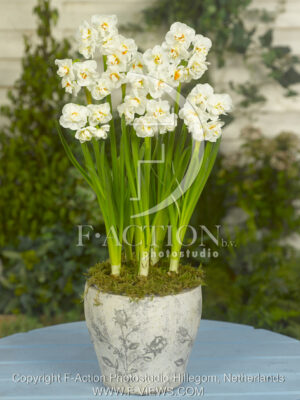 botanic stock photo Narcissus