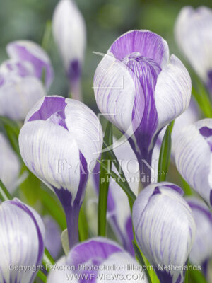 botanic stock photo Crocus