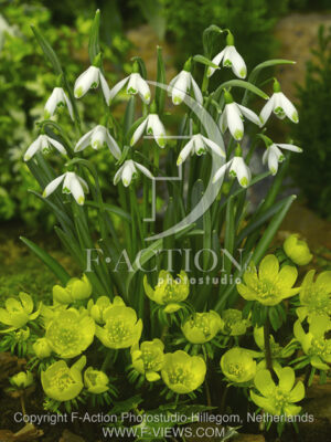 botanic stock photo Galanthus