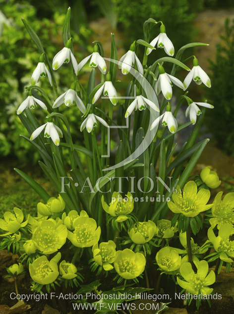 botanic stock photo Galanthus