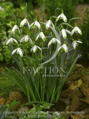 botanic stock photo Galanthus