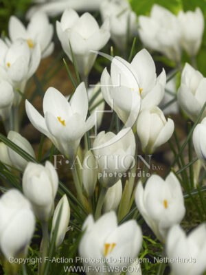 botanic stock photo Crocus