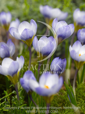 botanic stock photo Crocus