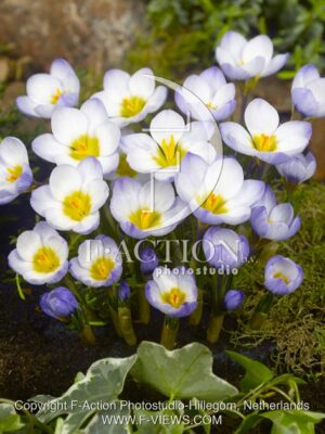 botanic stock photo Crocus