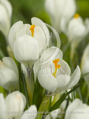 botanic stock photo Crocus