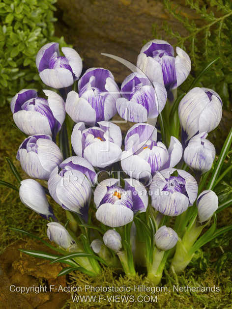 botanic stock photo Crocus