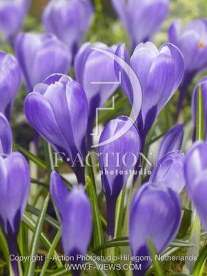 botanic stock photo Crocus
