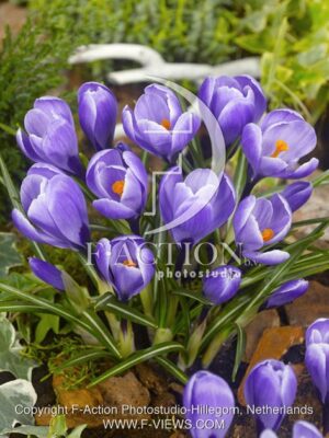 botanic stock photo Crocus