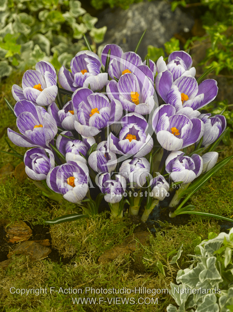 botanic stock photo Crocus