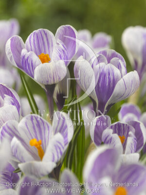 botanic stock photo Crocus
