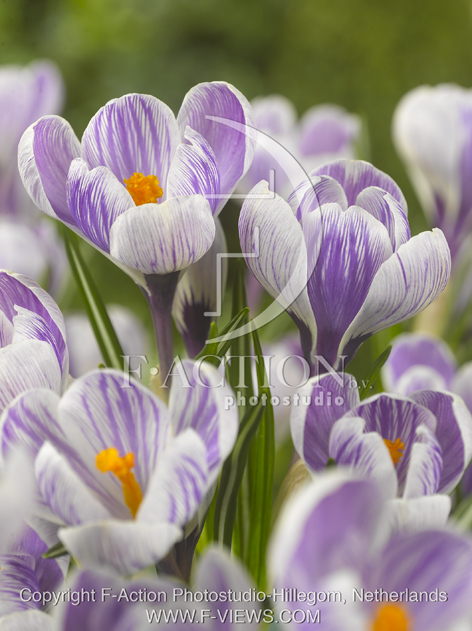 botanic stock photo Crocus