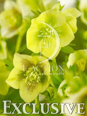 botanic stock photo Helleborus