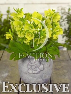 botanic stock photo Helleborus