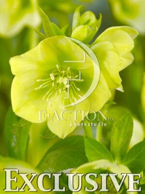 botanic stock photo Helleborus