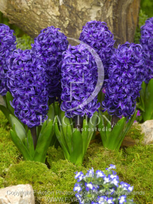 botanic stock photo Hyacinthus