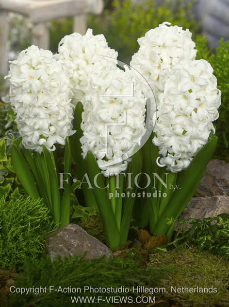 botanic stock photo Hyacinthus