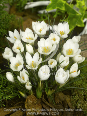botanic stock photo Crocus