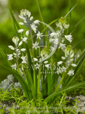botanic stock photo Bellevalia