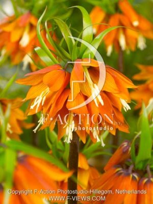 rascal Orange Beauty