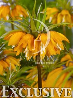 botanic stock photo Fritillaria
