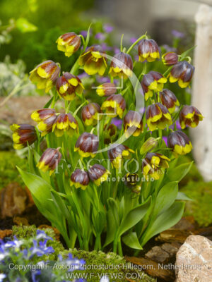 botanic stock photo Fritillaria