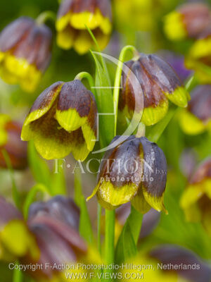 botanic stock photo Fritillaria