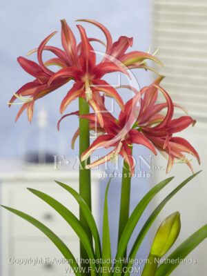 botanic stock photo Hippeastrum