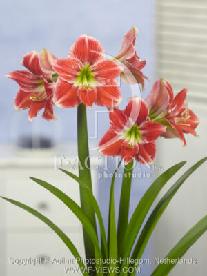 botanic stock photo Hippeastrum