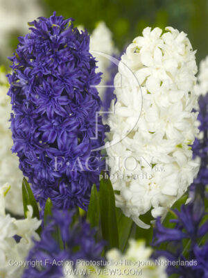 botanic stock photo Hyacinthus