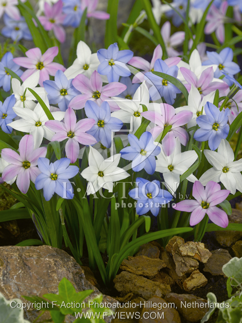 botanic stock photo Ipheion
