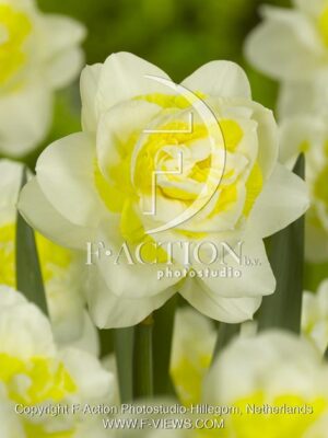 botanic stock photo Narcissus