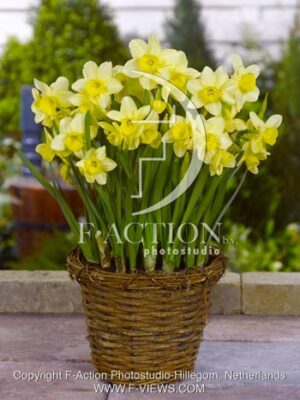 botanic stock photo Narcissus