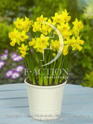 botanic stock photo Narcissus