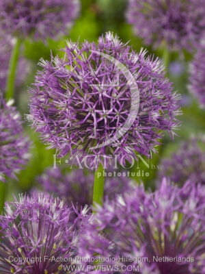 botanic stock photo Allium