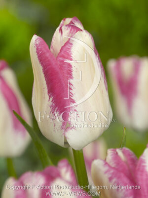 botanic stock photo Tulipa