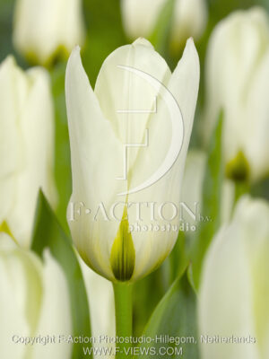 botanic stock photo Tulipa
