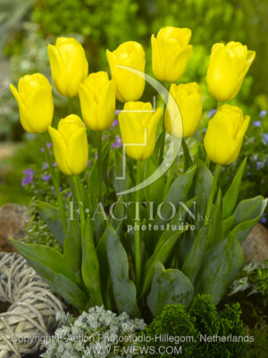 botanic stock photo Tulipa