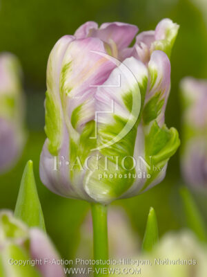 botanic stock photo Tulipa