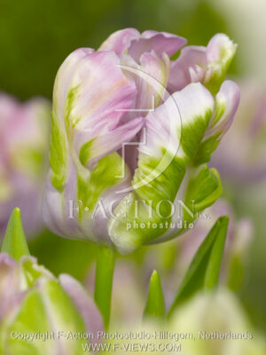 botanic stock photo Tulipa