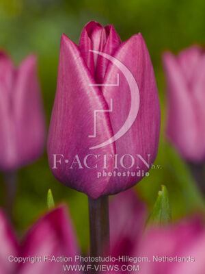 botanic stock photo Tulipa