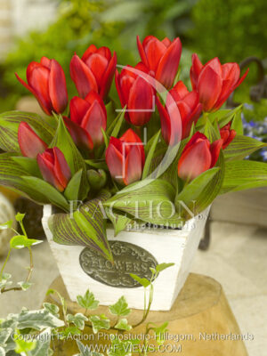 botanic stock photo Tulipa