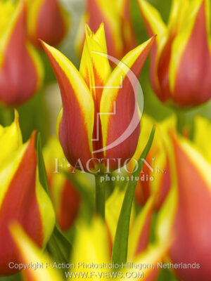 botanic stock photo Tulipa