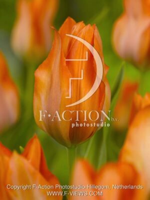 botanic stock photo Tulipa