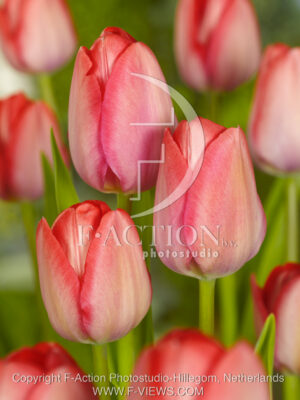 botanic stock photo Tulipa
