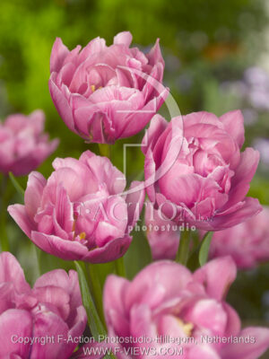 botanic stock photo Tulipa