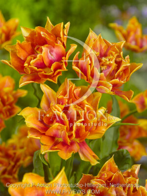 botanic stock photo Tulipa