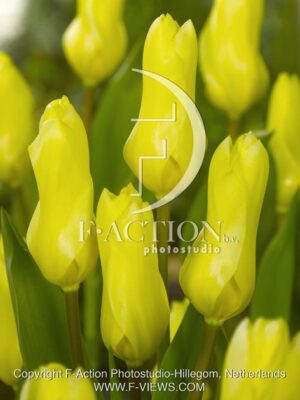 botanic stock photo Tulipa