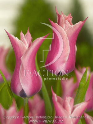 botanic stock photo Tulipa