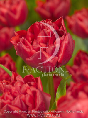 botanic stock photo Tulipa