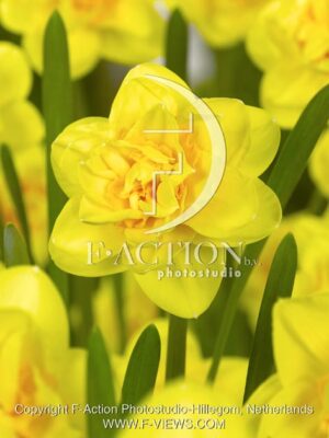 botanic stock photo Narcissus